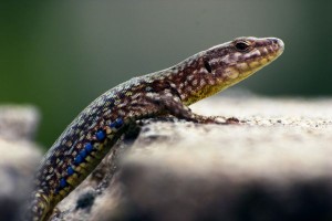 gady wlosy ptaki ewolucja 300x200 Gady i ptaki mają włosy