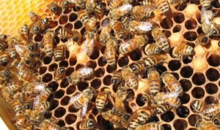 pszczoły - wymieranie