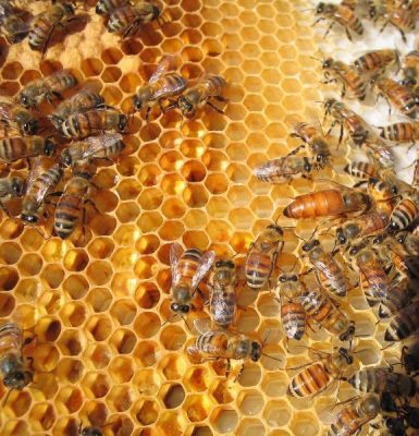 pszczoły na ramce