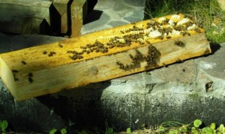 pszczoły - kłoda bartna -bartnictwo
