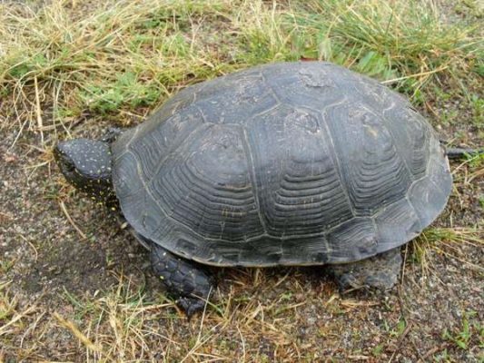 samica żółwia błotnego