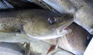 dorsz - zarządzanie zasobami rybnymi