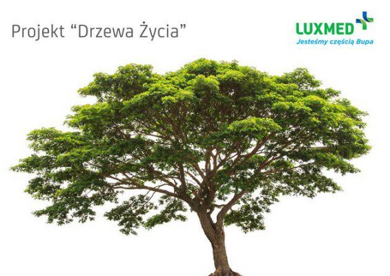 drzewo życia
