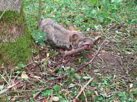 udało się uratować młodego wilka