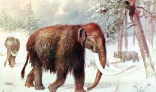 kości młodego mamuta