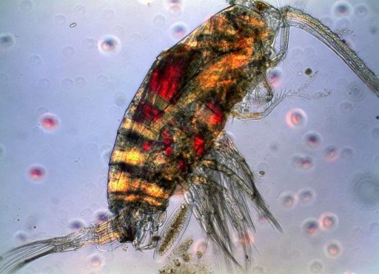 Eudiaptomus transylvanicus