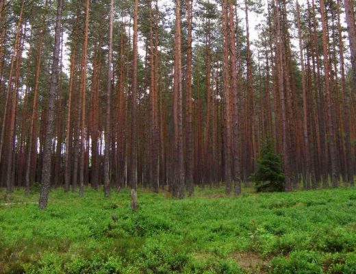rola lasu - pochłanianie CO2