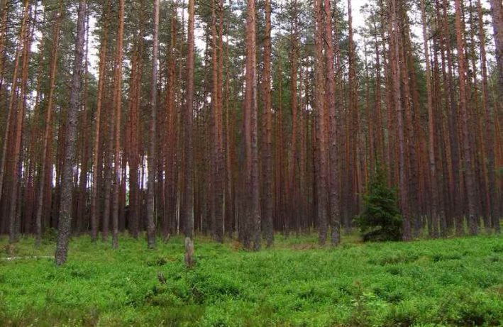 rola lasu - pochłanianie CO2