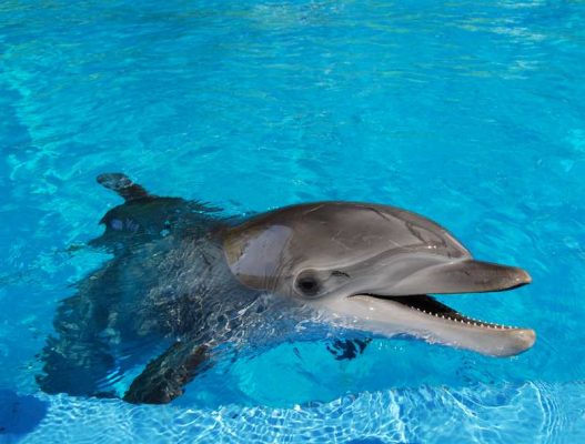 delfin - delfinarium