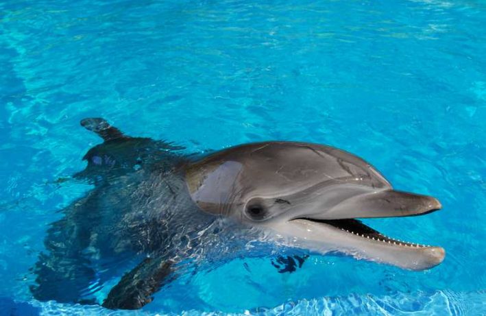 delfin - delfinarium