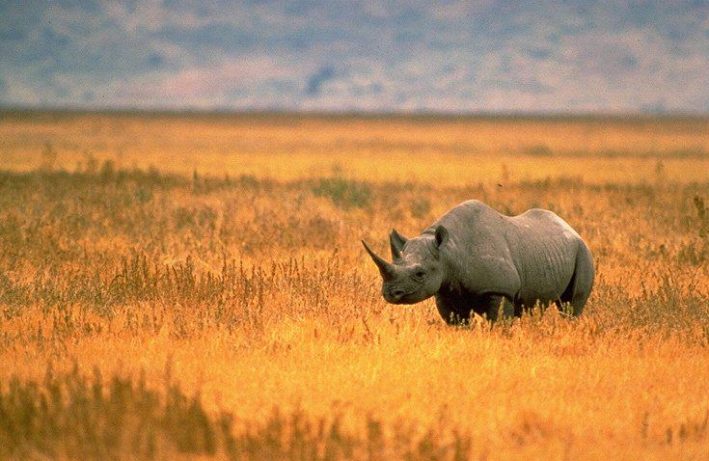 nosorożec czarny - gatunki zagrożone wyginięciem