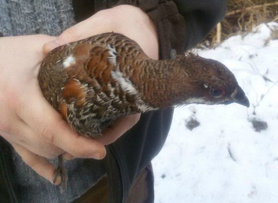 atak krogulca na jarząbka