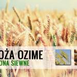 zboża ozime - odmiany zbóż