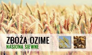 zboża ozime - odmiany zbóż