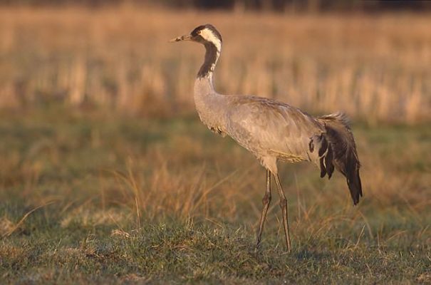 żuraw - natura 2000