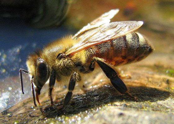 pszczoła - ochrona