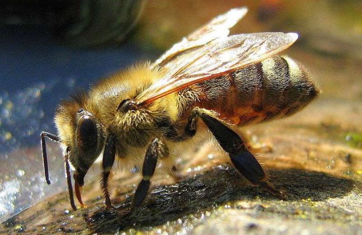 pszczoła - ochrona