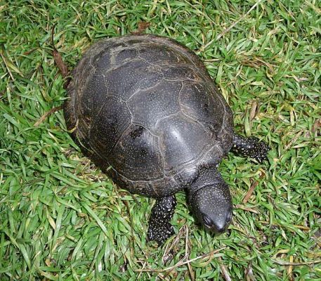 żółw błotny