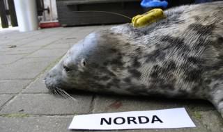 Norda - foka szara