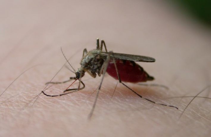 moskitiery - komar