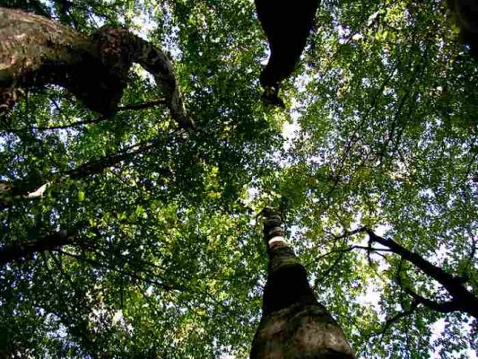 ochrona zadrzewień - ochrona przyrody - drzewa