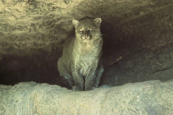 puma - jaguar