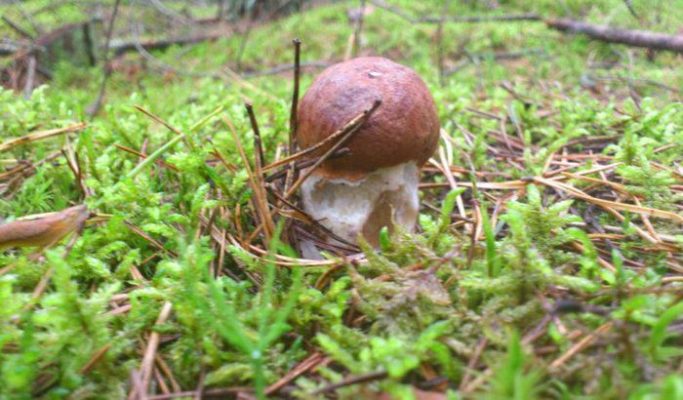 borowik - późne lato