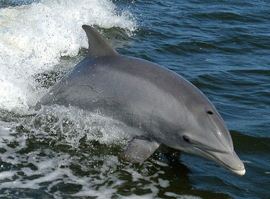delfin butlonosy - Bałtyk