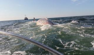 martwy wieloryb w Zatoce Gdańskiej