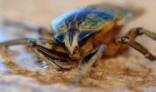dezynsekcja - zwalczanie karaluchów