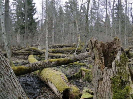 korniki - puszcza białowieska