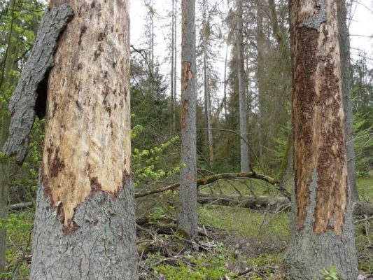 korniki - świerki - białowieża