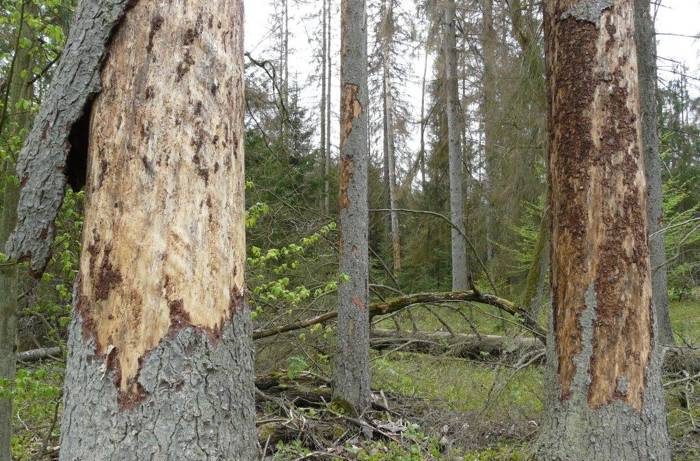 korniki - świerki - białowieża