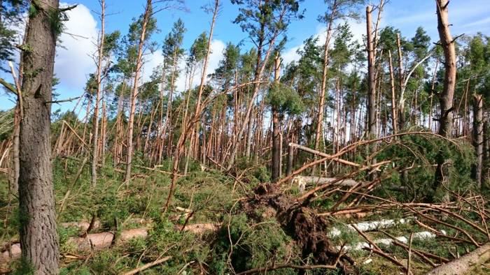 szkody w lasach - huraganowe wiatry