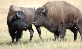 wygaszenie hodowli bizonów