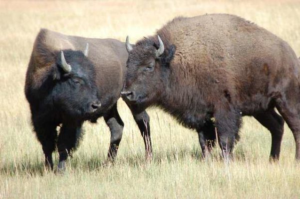 wygaszenie hodowli bizonów