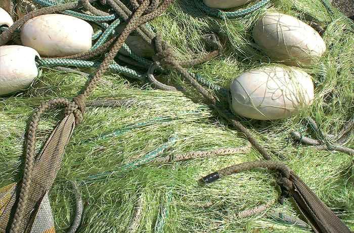sieci rybackie - sieci widma