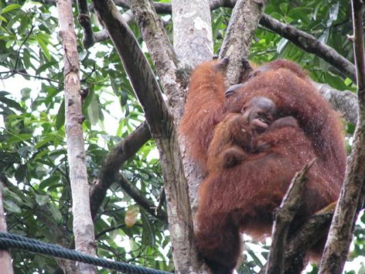 lasy borneo - orangutan