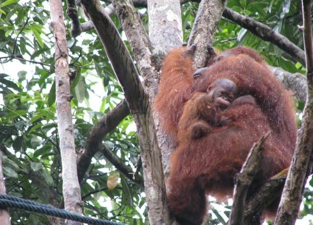 lasy borneo - orangutan