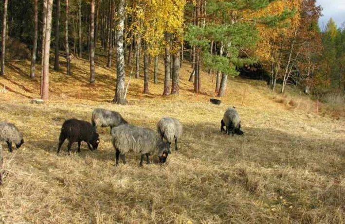 owce wrzosówki - odtwarzanie murawy kserotermicznej