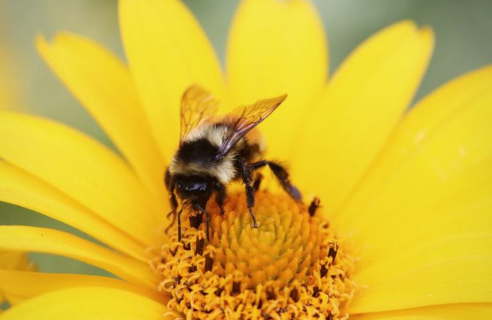 owady zapylające - ochrona - pszczoła