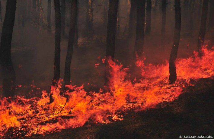 pożary lasów - Nadleśnictwo Celestynów