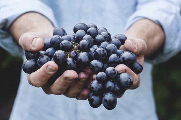 zdrowa żywność - bio - eco
