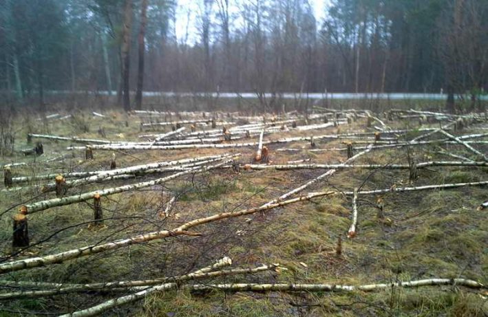 bobry - wycinka lasu - zrąb całkowity