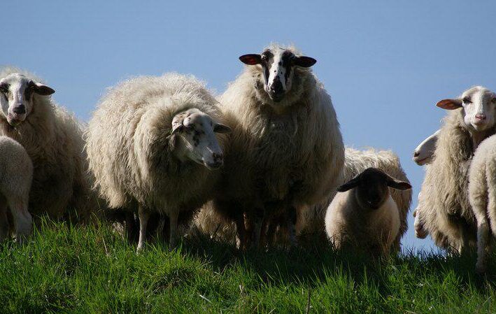 owce - wypasanie - przyroda