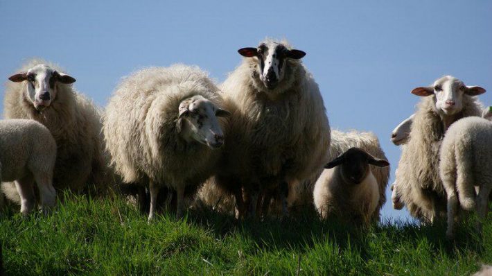 owce - wypasanie - przyroda