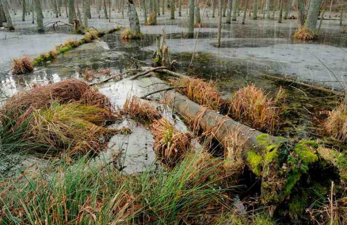 bobry - populacja - Srokowo
