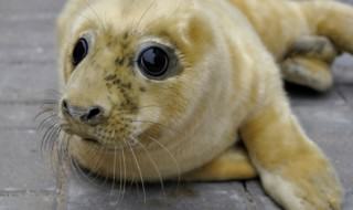 Młoda foka szara o imieniu Oceanografia - Hel