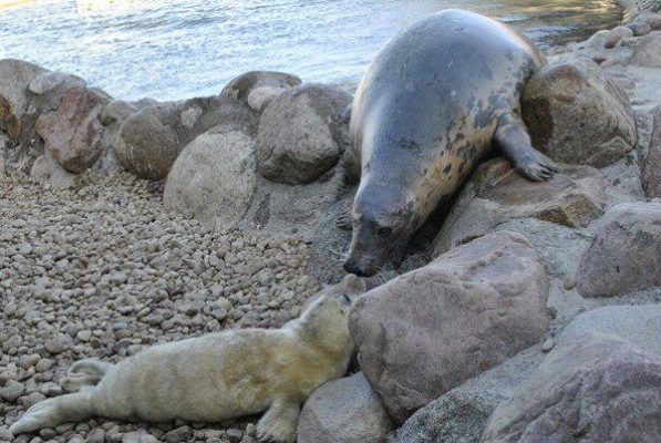 Unda Marina i Omułek - foki szare