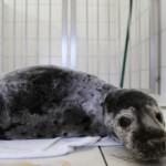 Sztutka - foka - pierwszy dziki pacjent